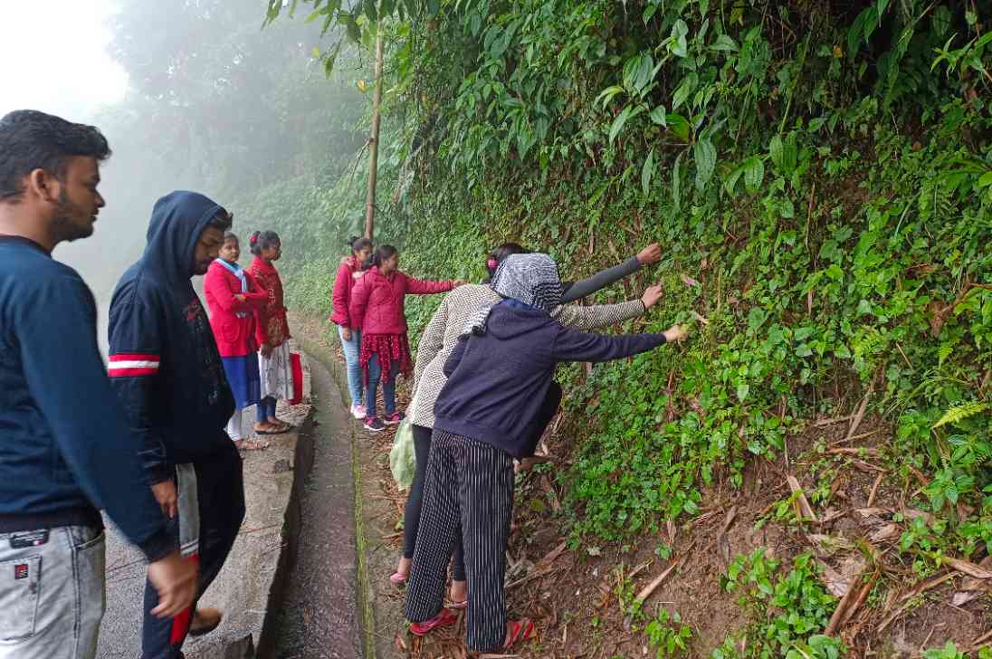 13 / 91 , Botany Excursion 2022, Sikkim, Pelling